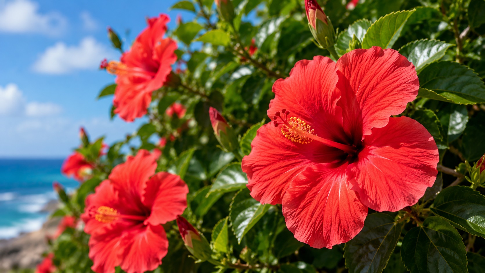 When to Prune Your Gibraltar Foliage: What Should Be Cut Back in Early summer? Image