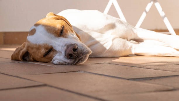 Why Allowing Pets Can Be Beneficial to Landlords Image