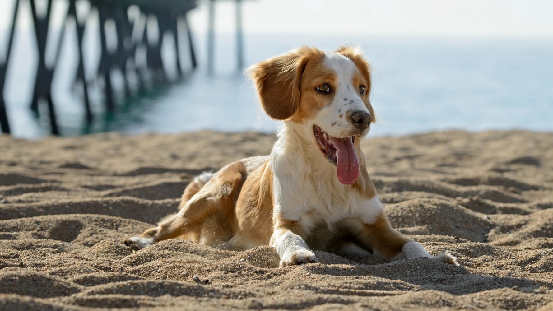 Is Gibraltar Dog Friendly? A Comprehensive Guide for Dog Owners Image
