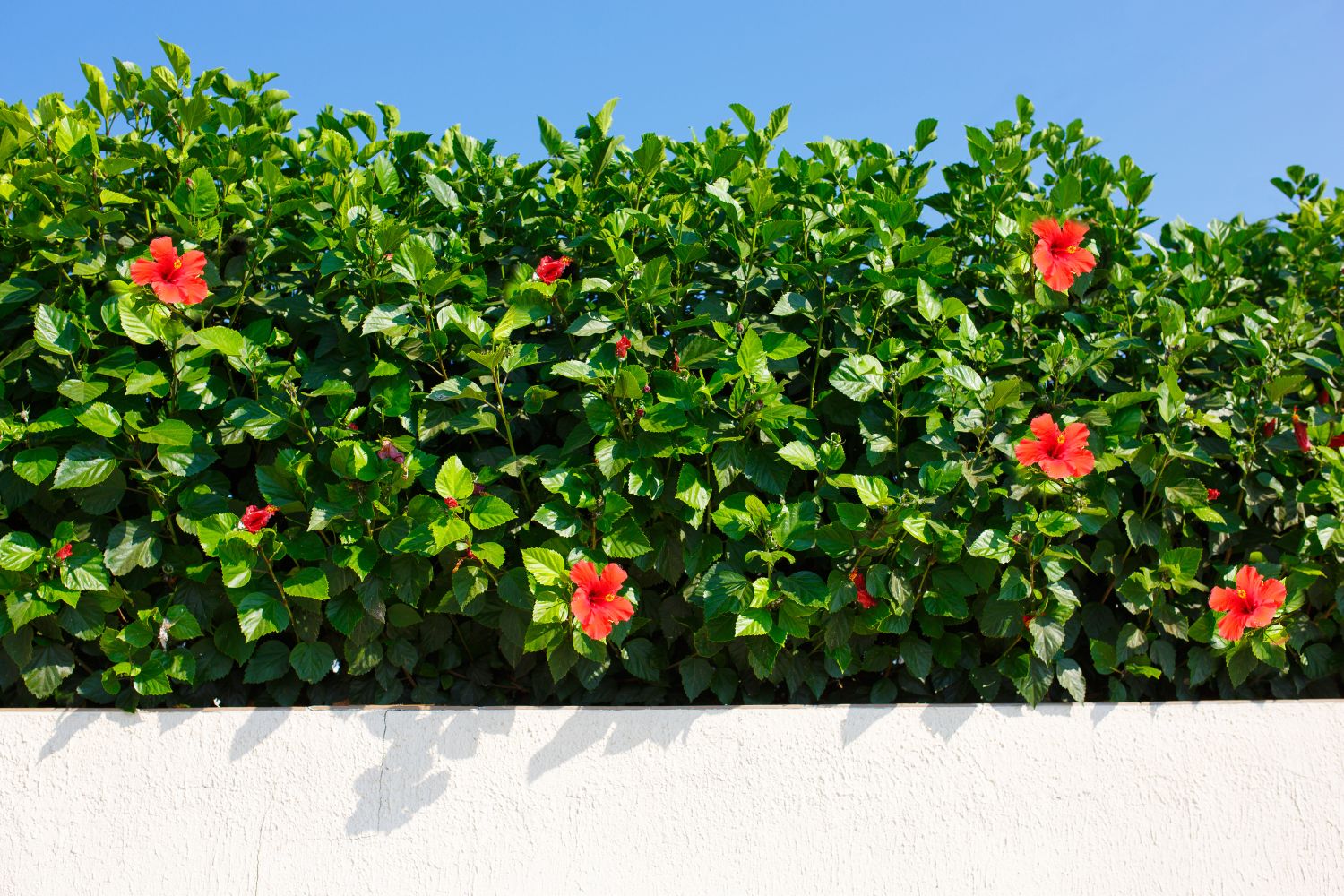 When to Prune Your Gibraltar Foliage: What Should Be Cut Back in Early summer? Image
